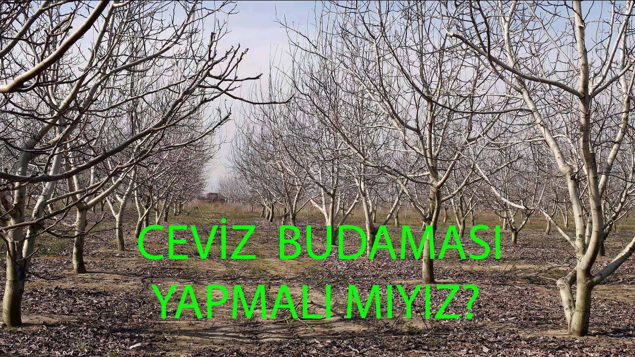CEVİZ BUDAMASI YAPMALI MIYIZ? I CEVİZ DANIŞMANI BUDAMA