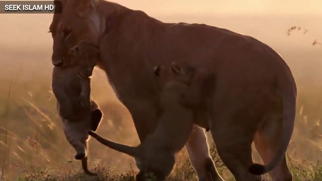ALLAH Hu ALLAH Hu - Emotional Hamd