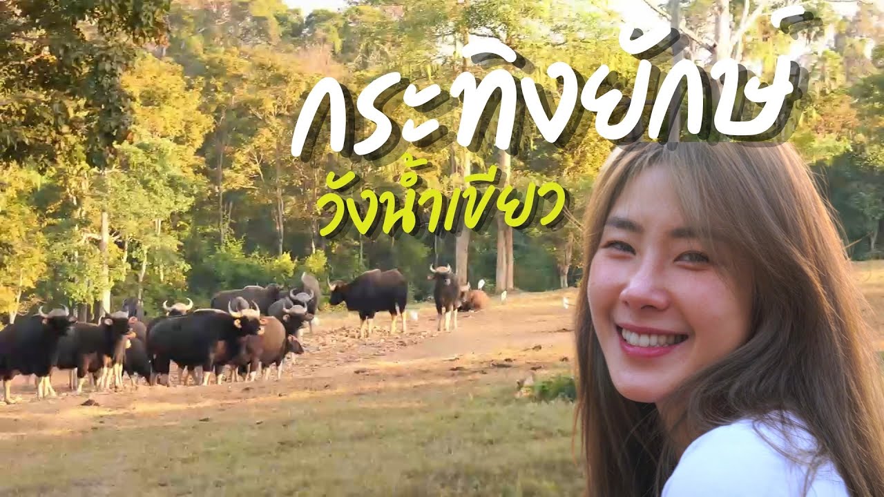 กระทิงยักษ์ วังน้ำเขียว | กอฟ กัญญ์นลิน