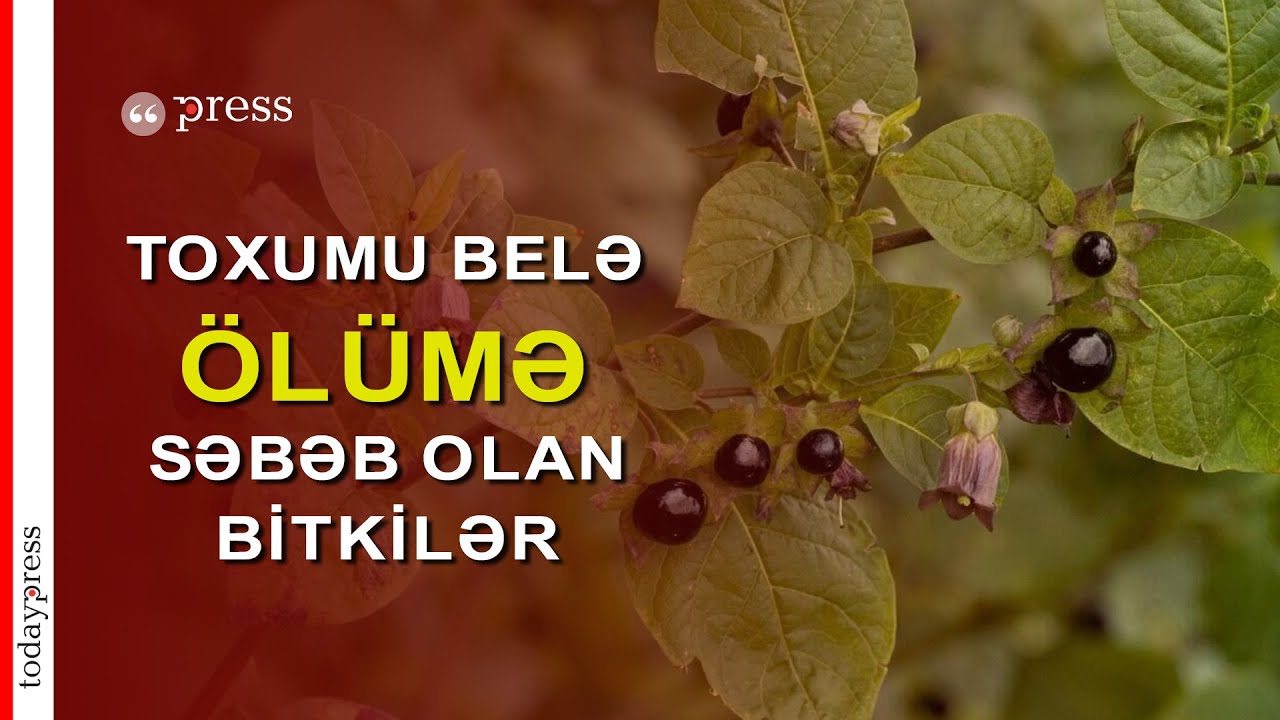 D&uuml;nyanın ən &ouml;l&uuml;mc&uuml;l 7 bitkisi