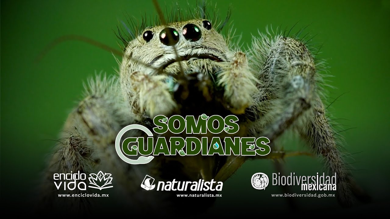 Ara&ntilde;a Saltarina