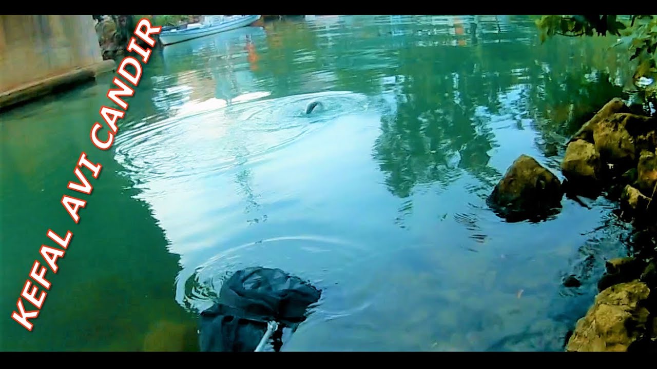 ÇAYDA KEFAL AVI / MULLET FISHING