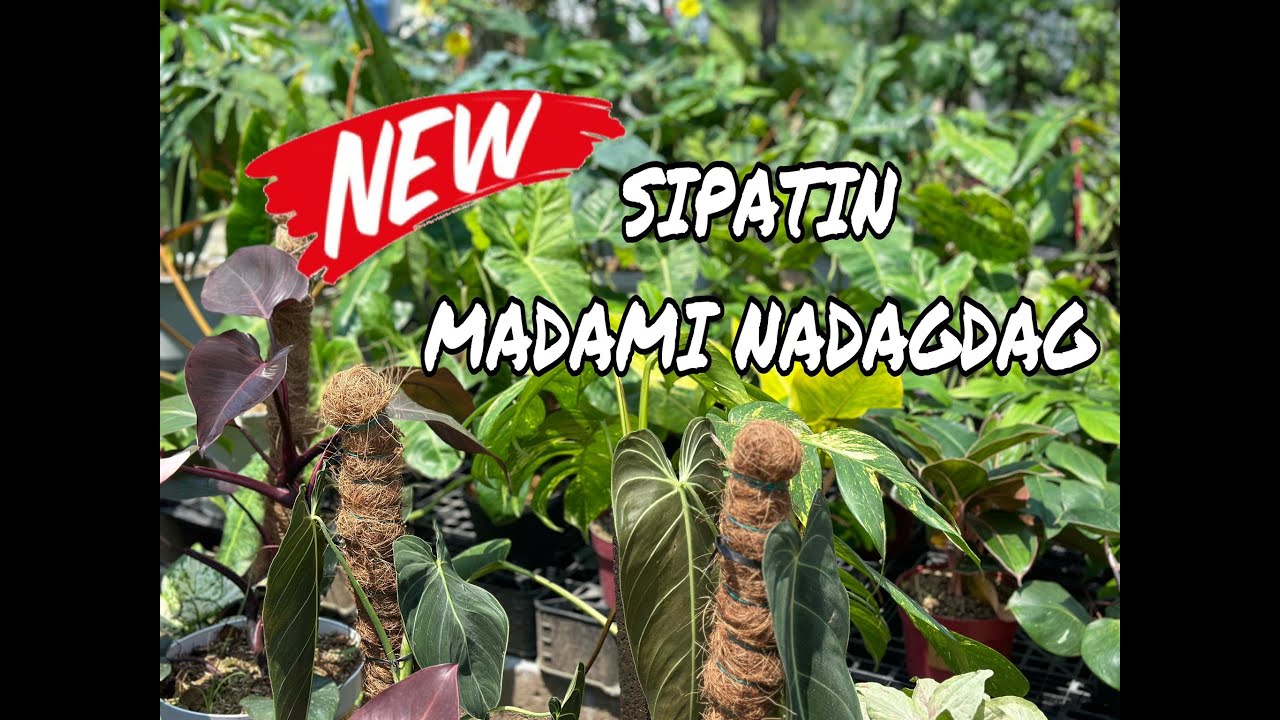 SIPATIN MADAMING NADAGDAG MULI!