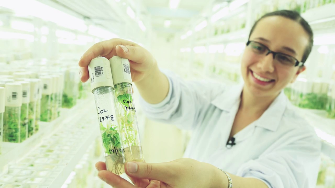 Advancements in Genetics: CGIAR's Promising New Research