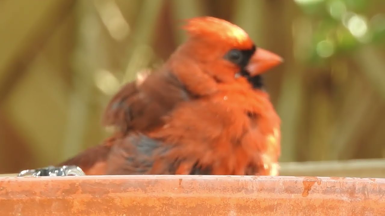 Northern Cardinal (Cardinalis cardinalis) Bird Bath