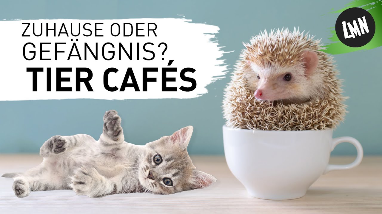 Katzencafés in Japan - Zu Besuch in einem Igel- und Katzencafé -  Green Tokyo