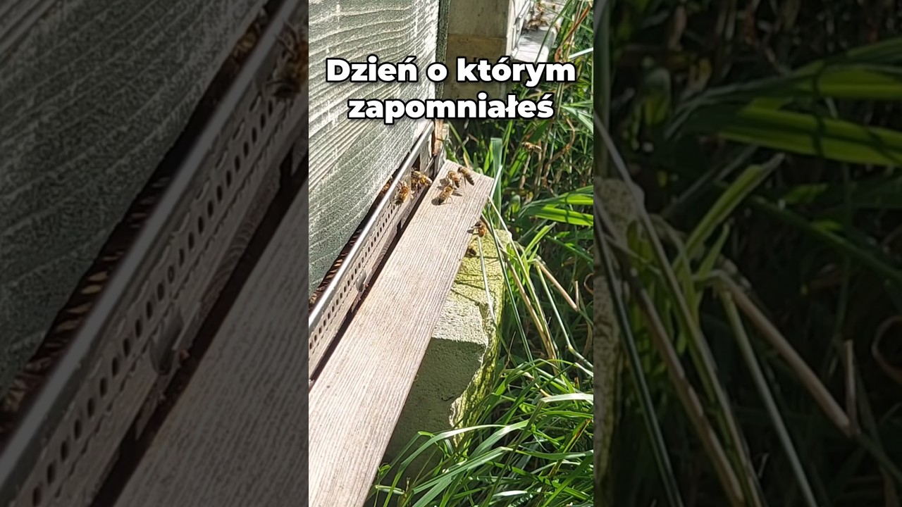 Dzień o kt&oacute;rym nie pamiętasz