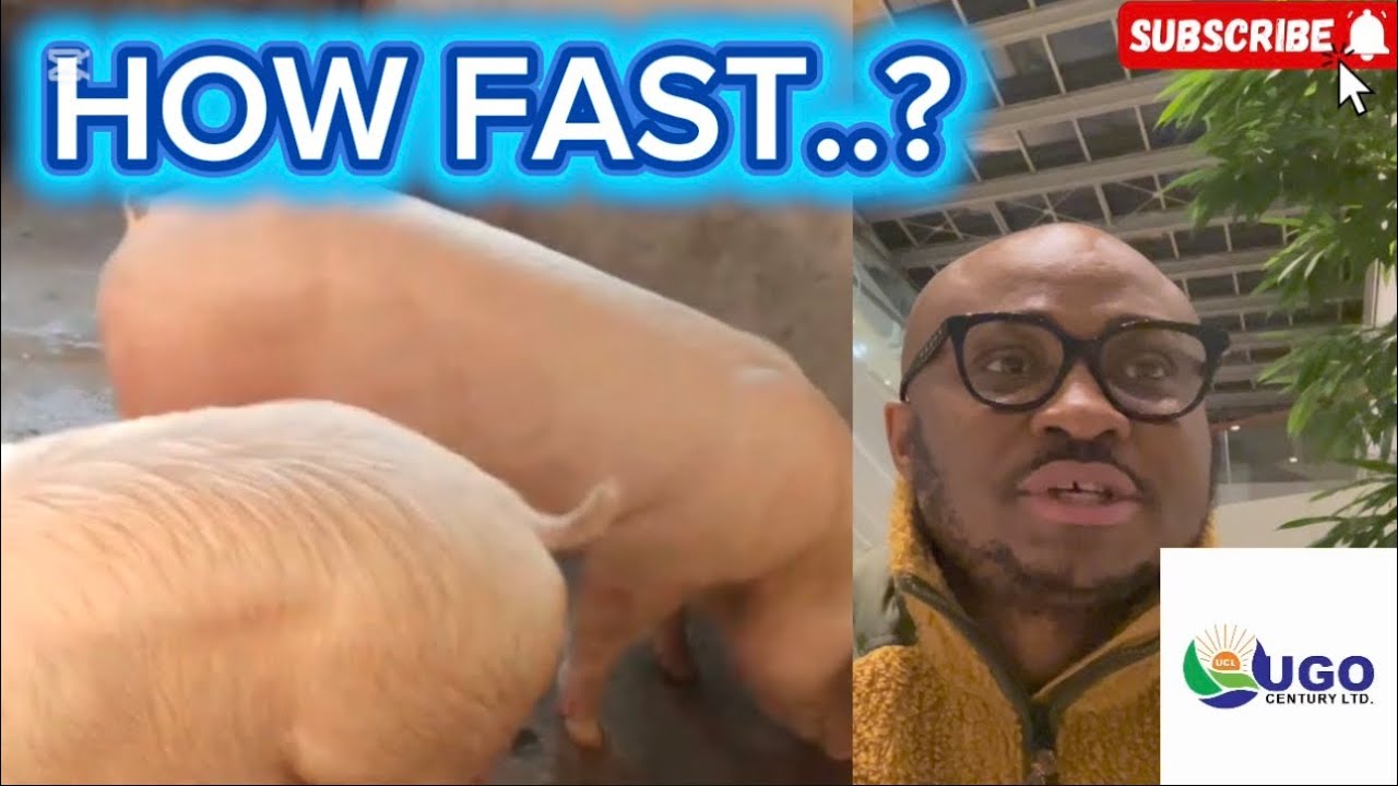 How Long It Takes to Make Money From Pig Farming in Nigeria | Ugocentury pig farm  #pig