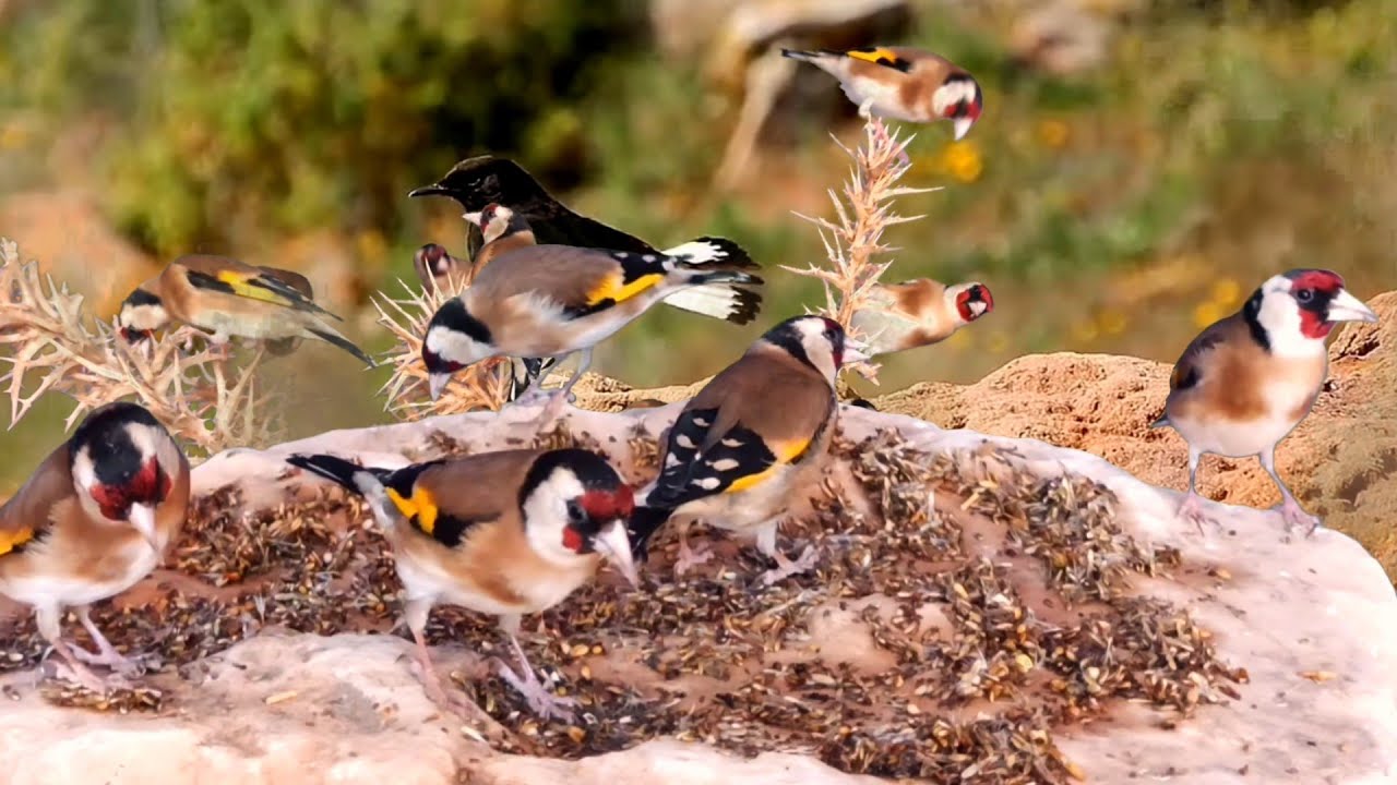 بتبتة الحسون تحفيز الحسون على التغريد والهيجان علاج صمت الحسون goldfinch stimulation #birds 