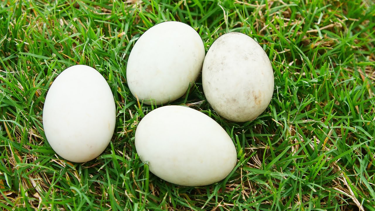 Hatching Mallard Duck Eggs!