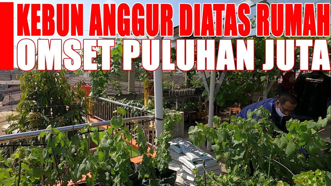KEBUN ANGGUR DIATAS RUMAH,OMSET PULUHAN JUTA PERBULAN