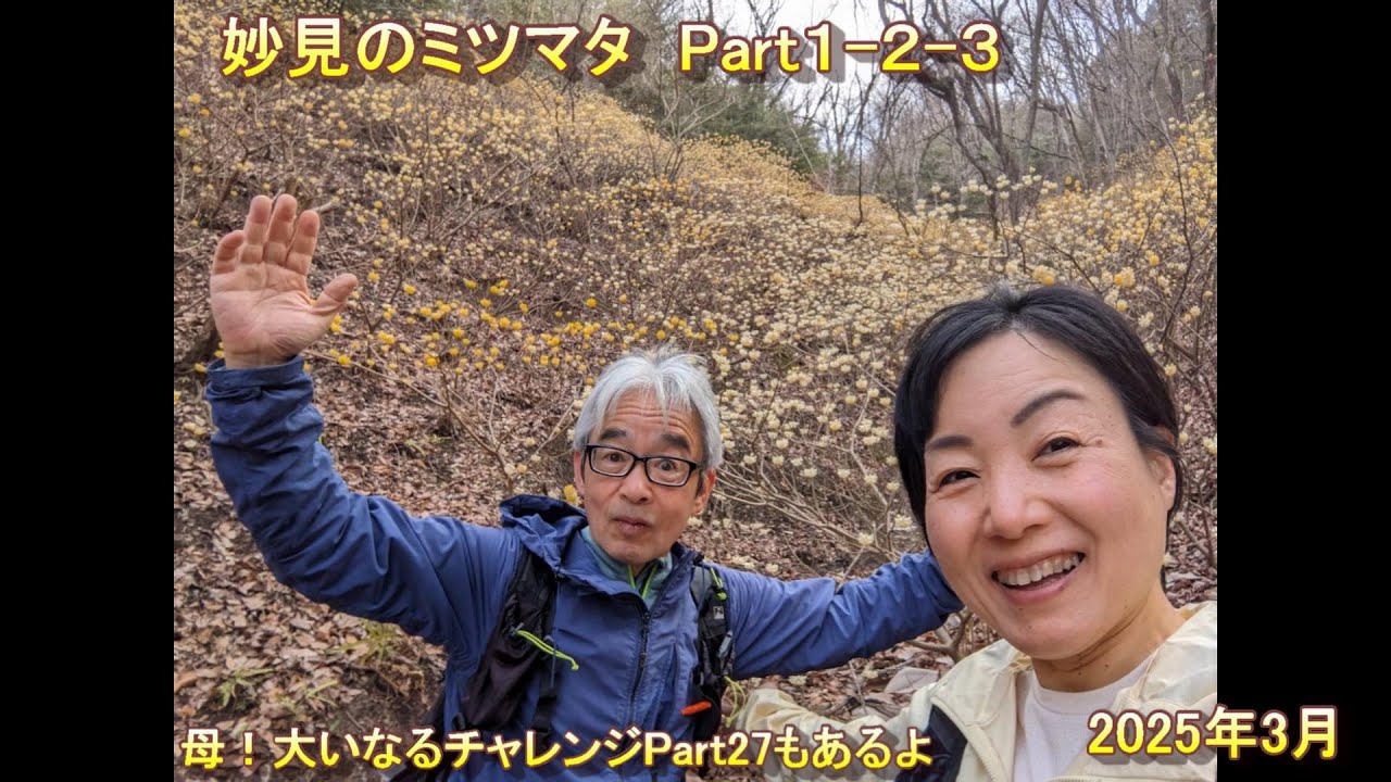 妙見のミツマタPart1-2-3 ＜2025年3月＞