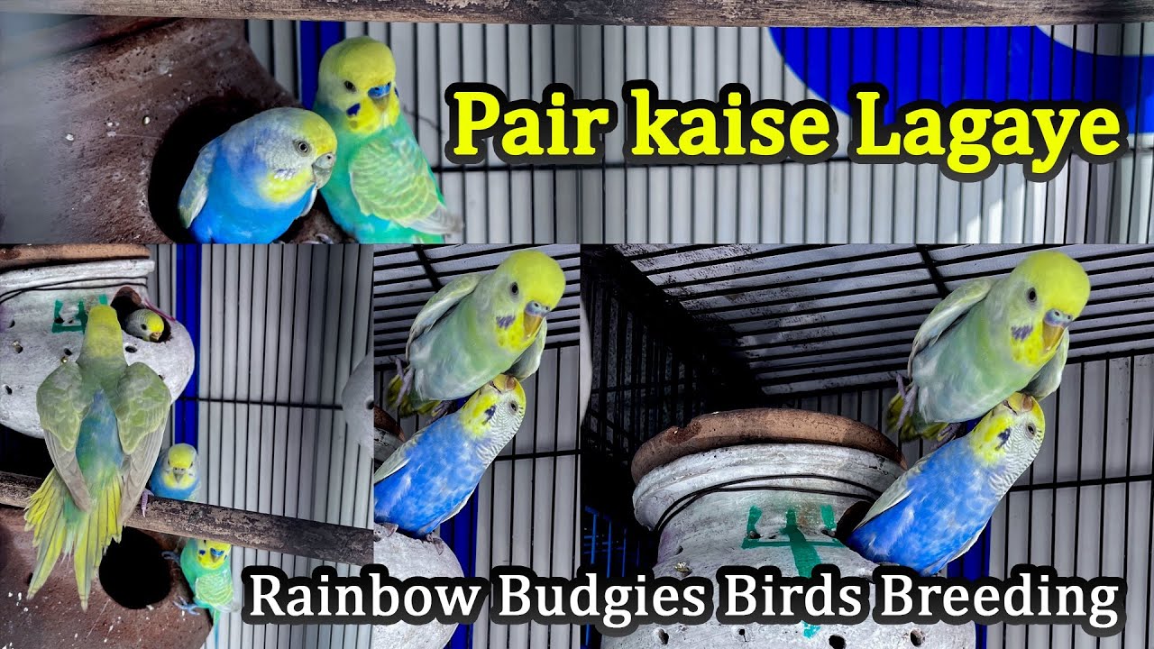 Rainbow Budgies Birds Colony Me Manpasand Breeding Pair kaise Lagaye / Raj Exotic Birds 