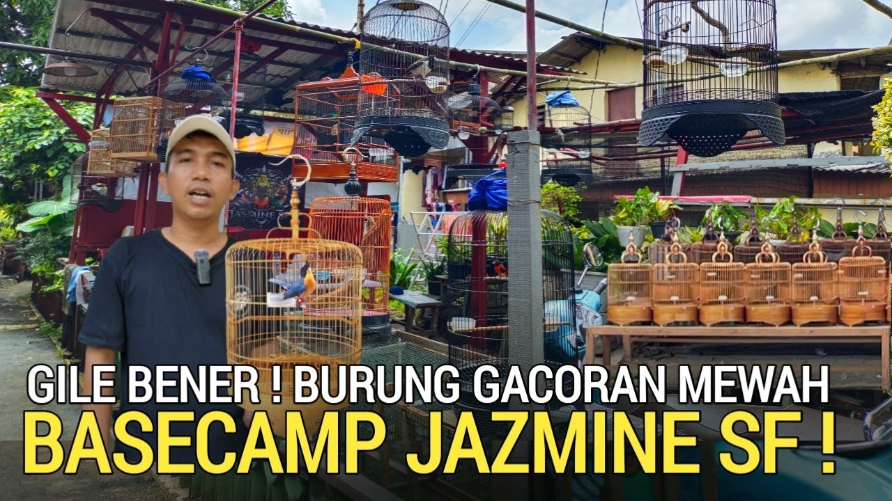 UPDATE ! BURUNG GACOR MASTERAN LENGKAP NEGO SAMPAI JADI DUIT KIOS JASMINE SF KEBAYORAN JAKARTA 