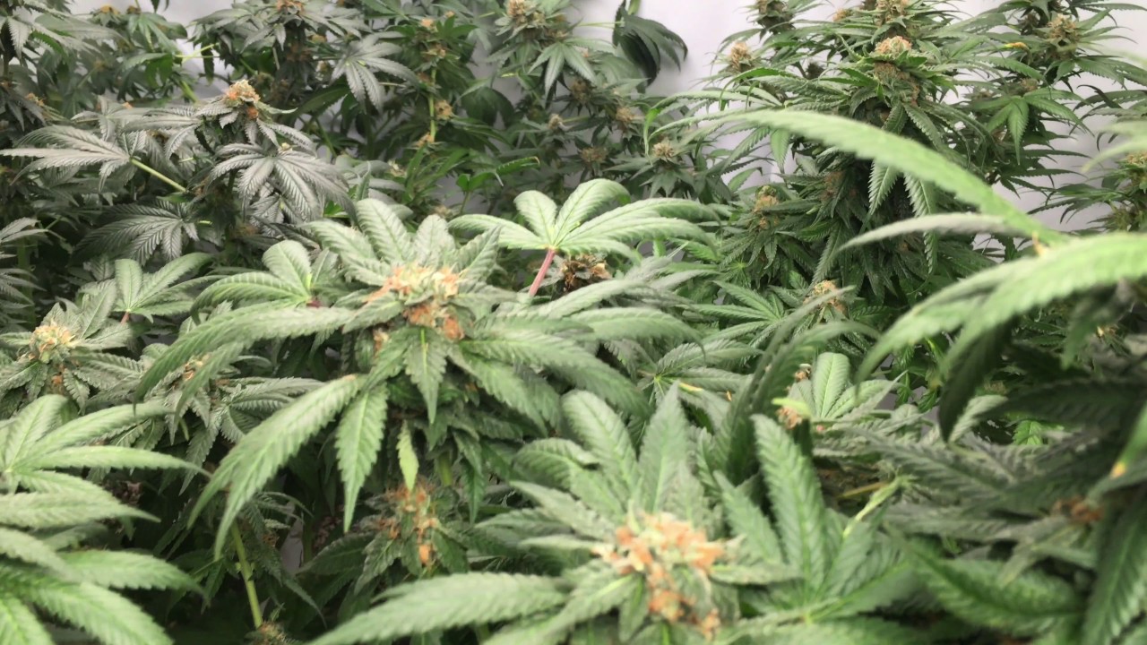 Week 7 of Flowering Marijuana (Start Of Flush) - False Teeth - Brandywine