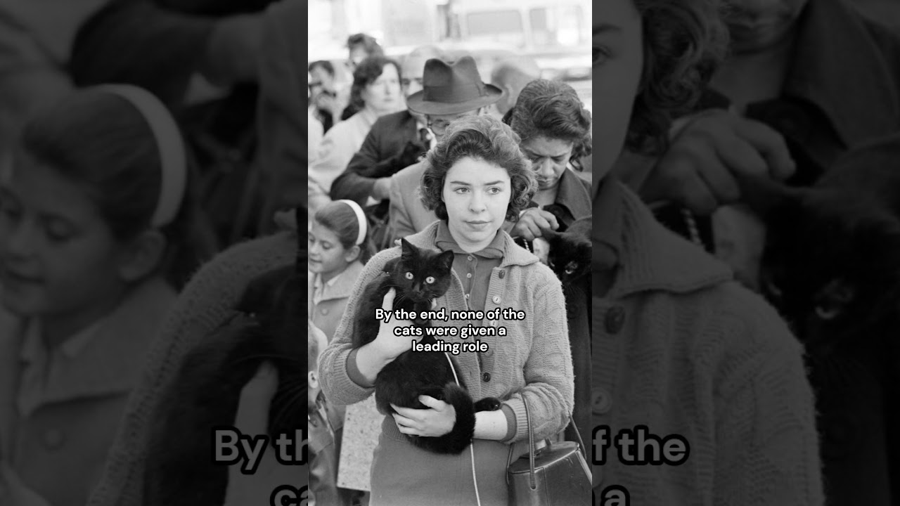 Black Cat Auditions in Hollywood (1961) by Ralph Crane 