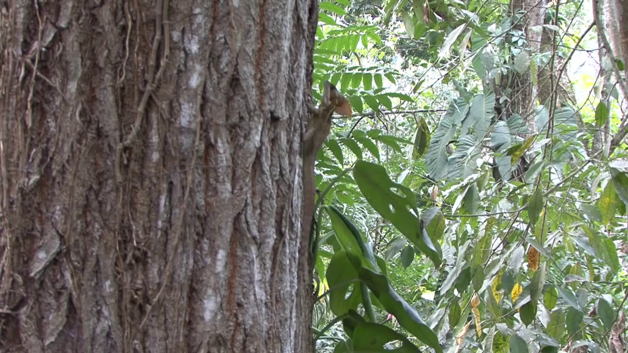 Exo Terra Expedition - Honduras