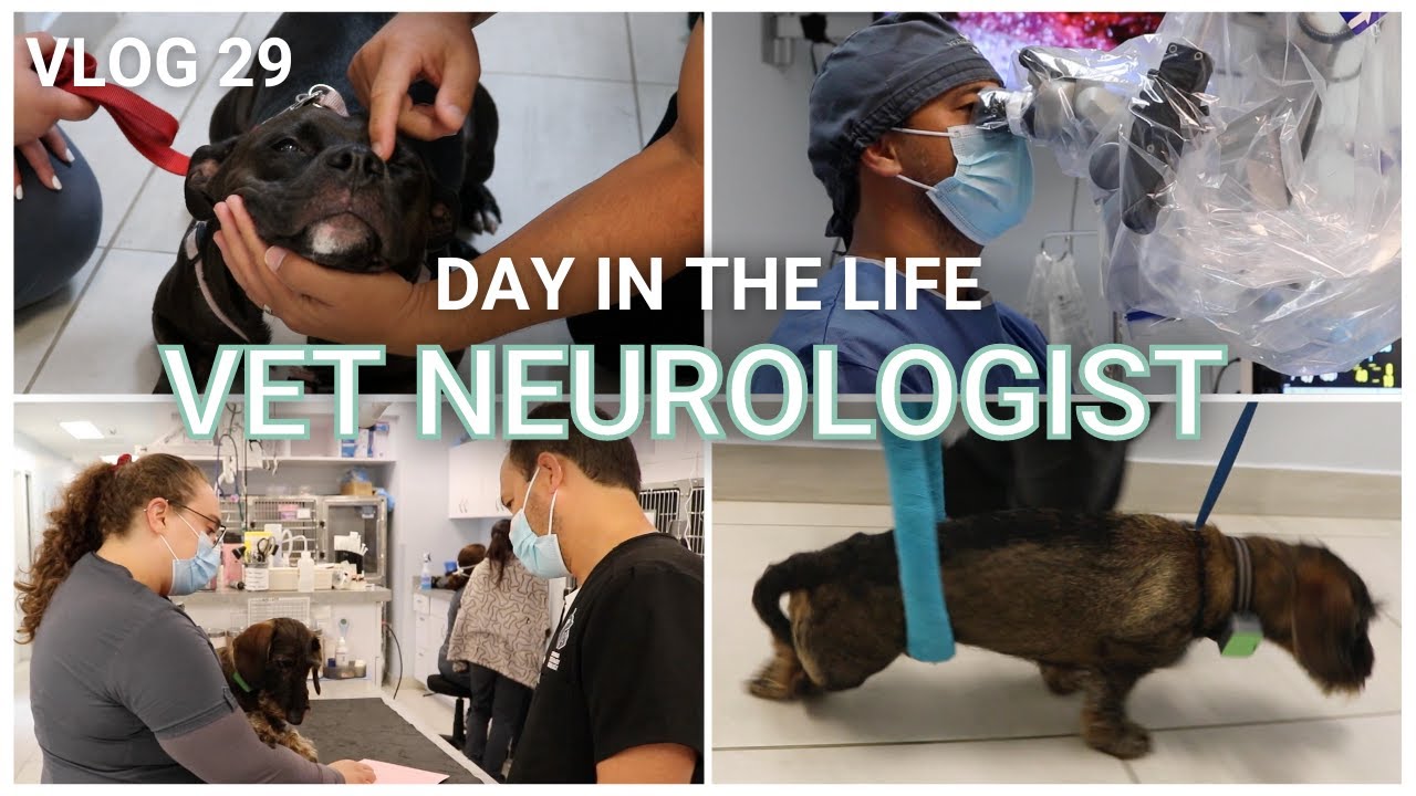 IVDD Symptoms and Spinning Episodes in Dogs || Vlog 29