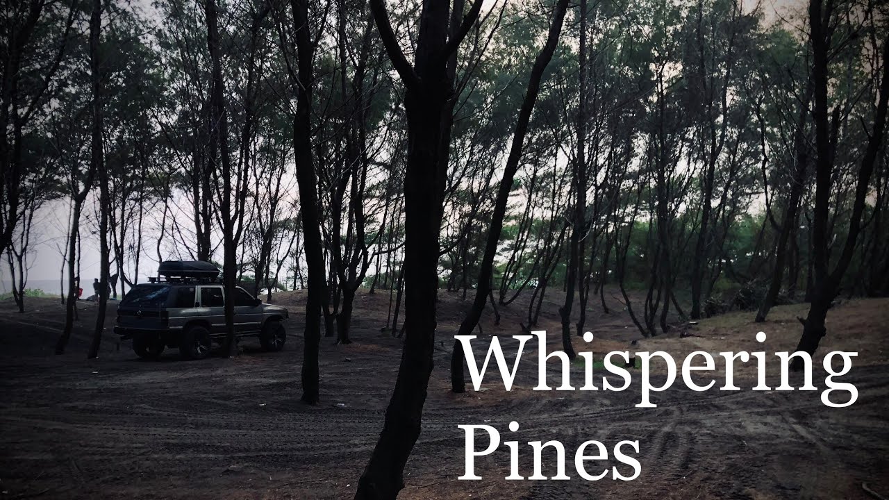 Whispering Pines: A Family Symphony in the Wild | It’s all about the journey, not the destination.