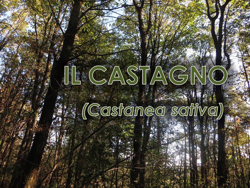 Castagno (Castanea sativa)