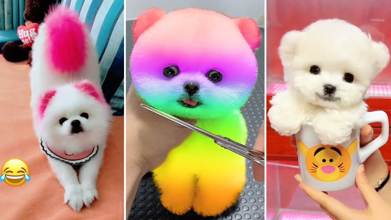 Tik Tok Ch&oacute; Phốc S&oacute;c Mini 😍 Funny and Cute Pomeranian #370