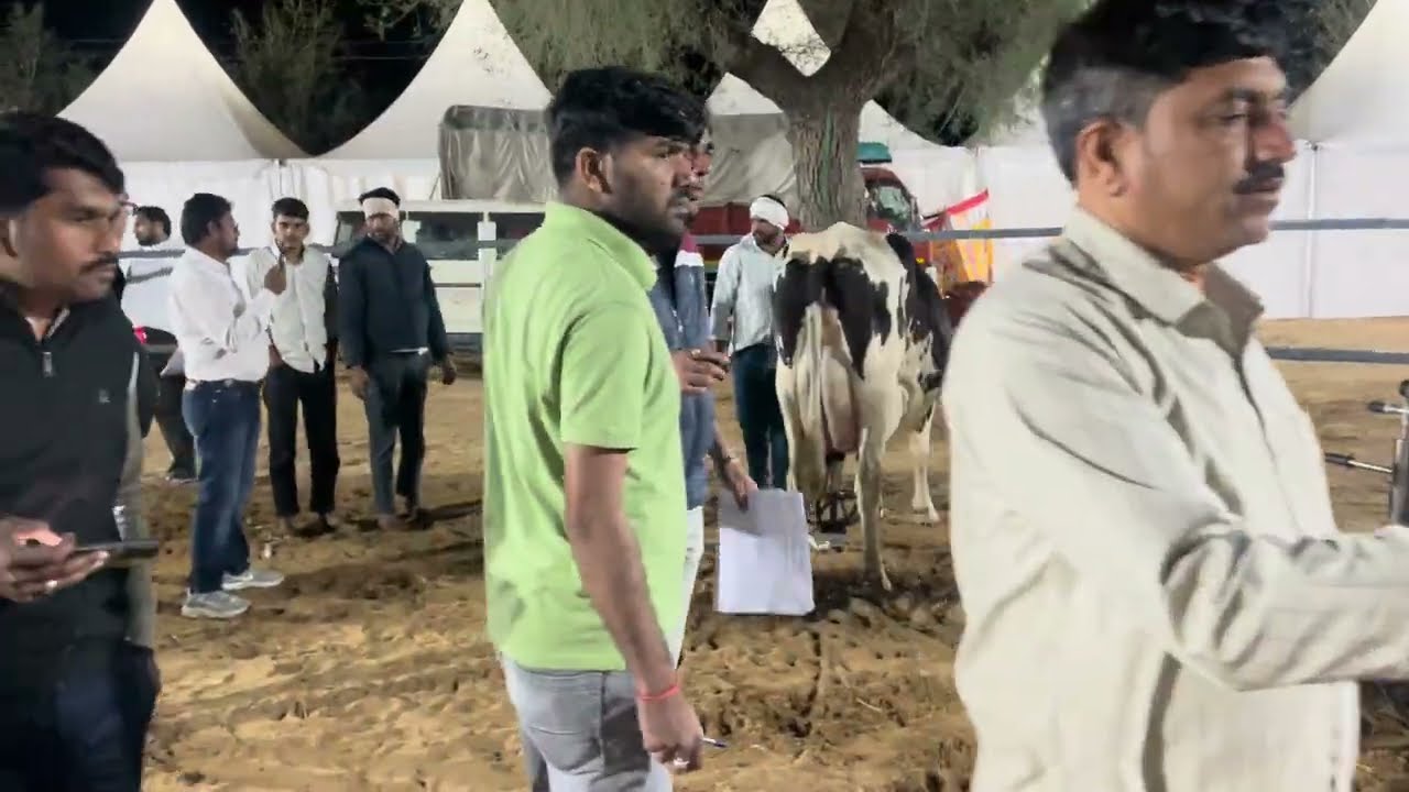 NDDB Jobner pashu mela 1st Milking HF Cow