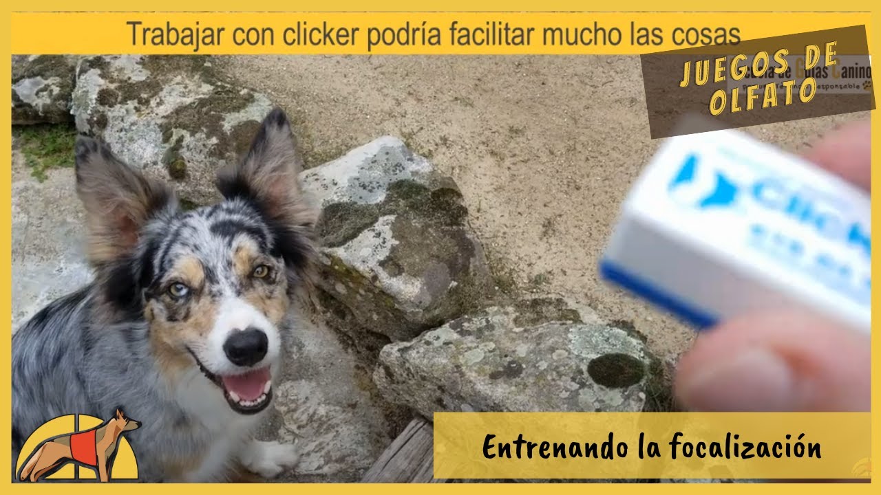 Entrenando la FOCALIZACIÓN 📍: perros detectores 🐶