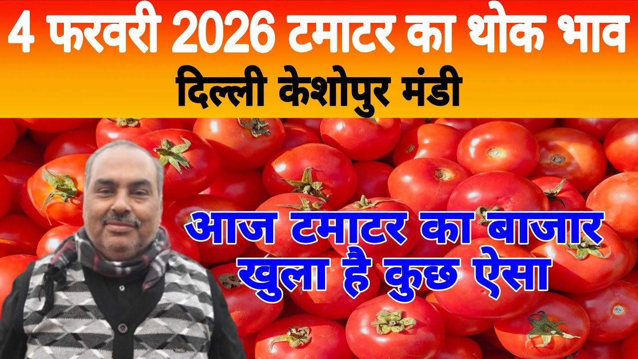 4 Feb 2026 Delhi 🍅 टमाटर होलसेल भाव | Keshopur Mandi | Today Tomato Rate #tamatar #tamatarmandi