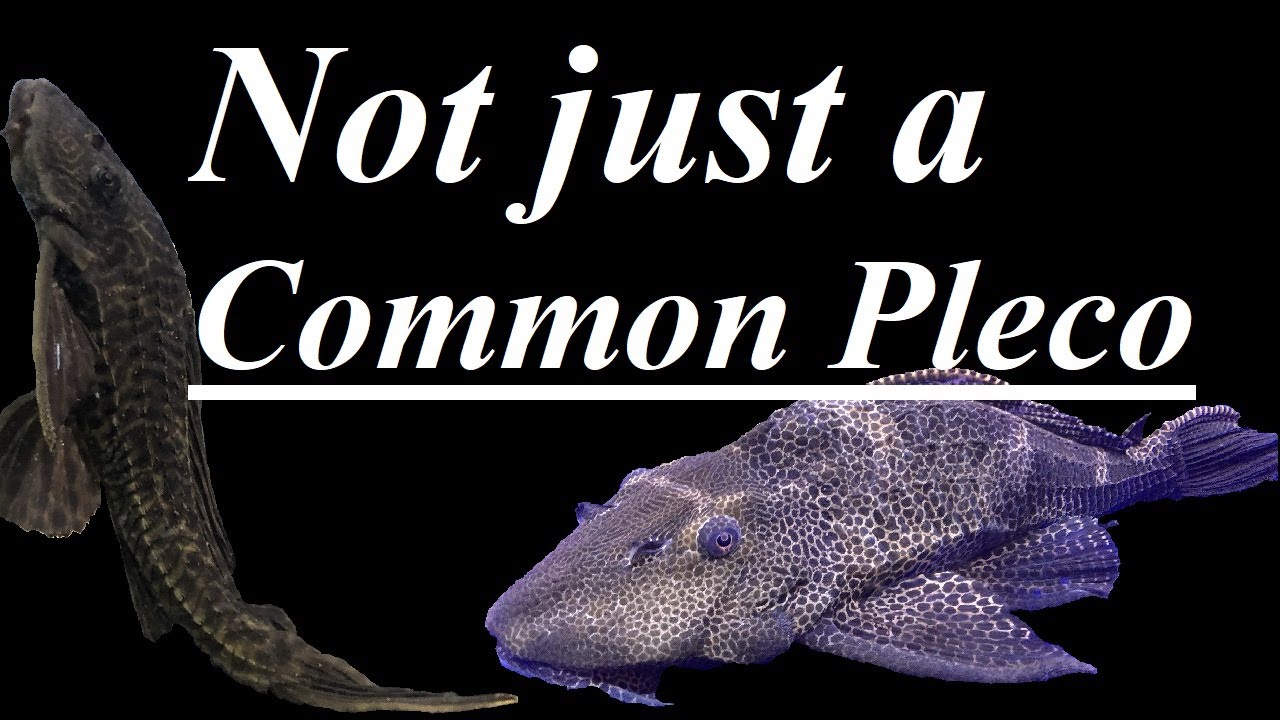 Why the common pleco is an amazing aquarium fish! 