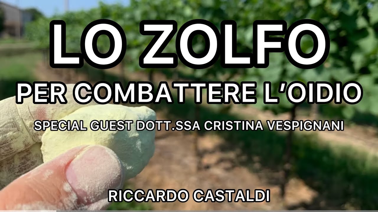 Vite. Lo zolfo, per combattere l’oidio