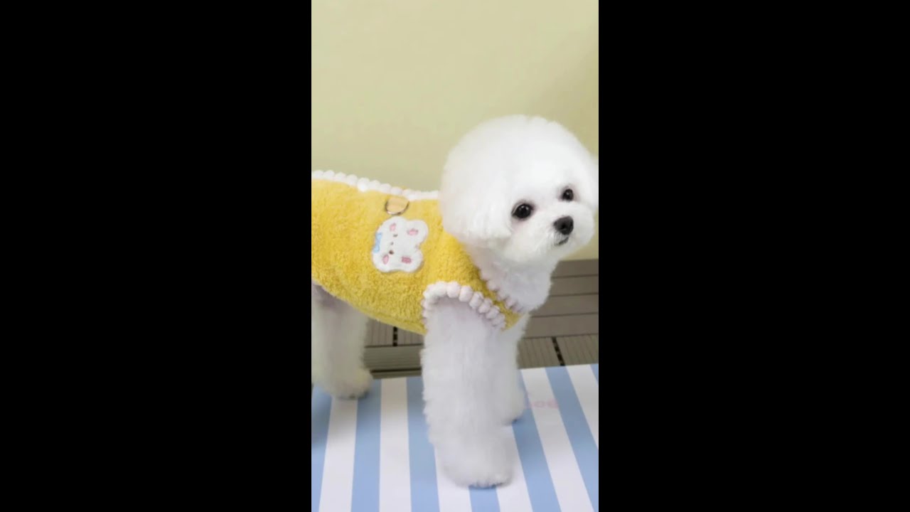 天气变凉了 妈妈～给宝宝买件衣服穿穿吧～#狗狗是生活的解药 #是宠物更是家人 #萌宠好物 #狗狗衣服 #无限回购的宝藏单品