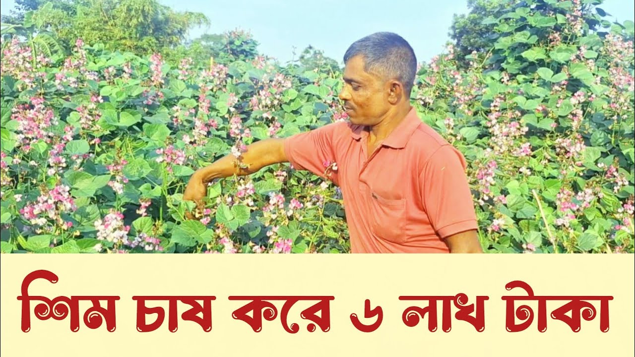  ৬ লক্ষ টাকার শিম বিক্রি হবে। সাফল্য।  sim chase sofol krishok