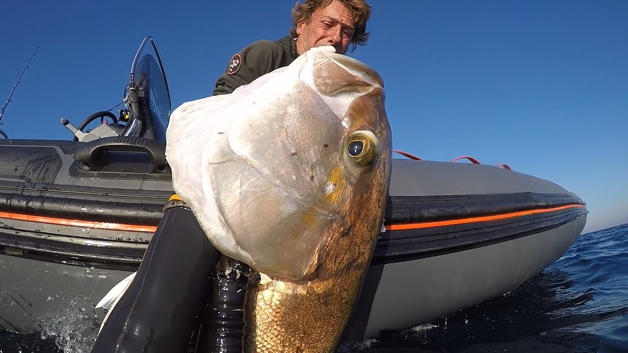 corvina de 23 kg y serviola de 35 kg pesca profunda de Jose Miguel Lopez del equipo de Phatos
