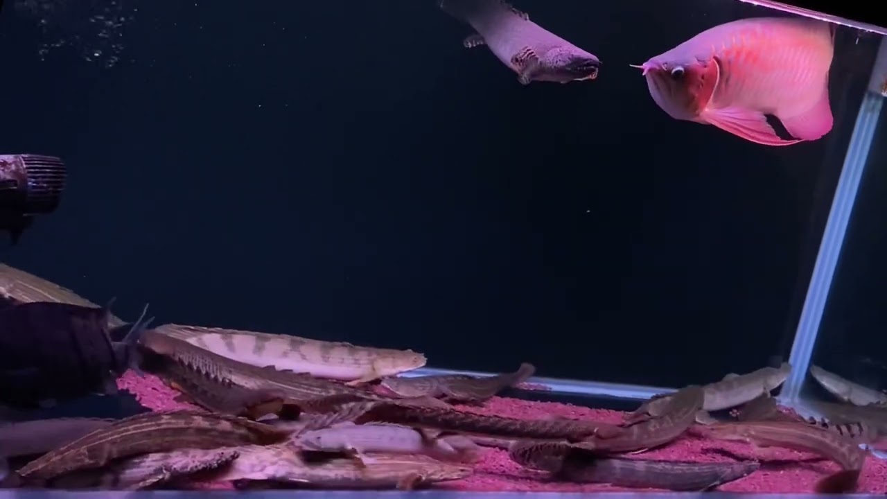 養魚人生［來至古代非洲的恐龍魚］