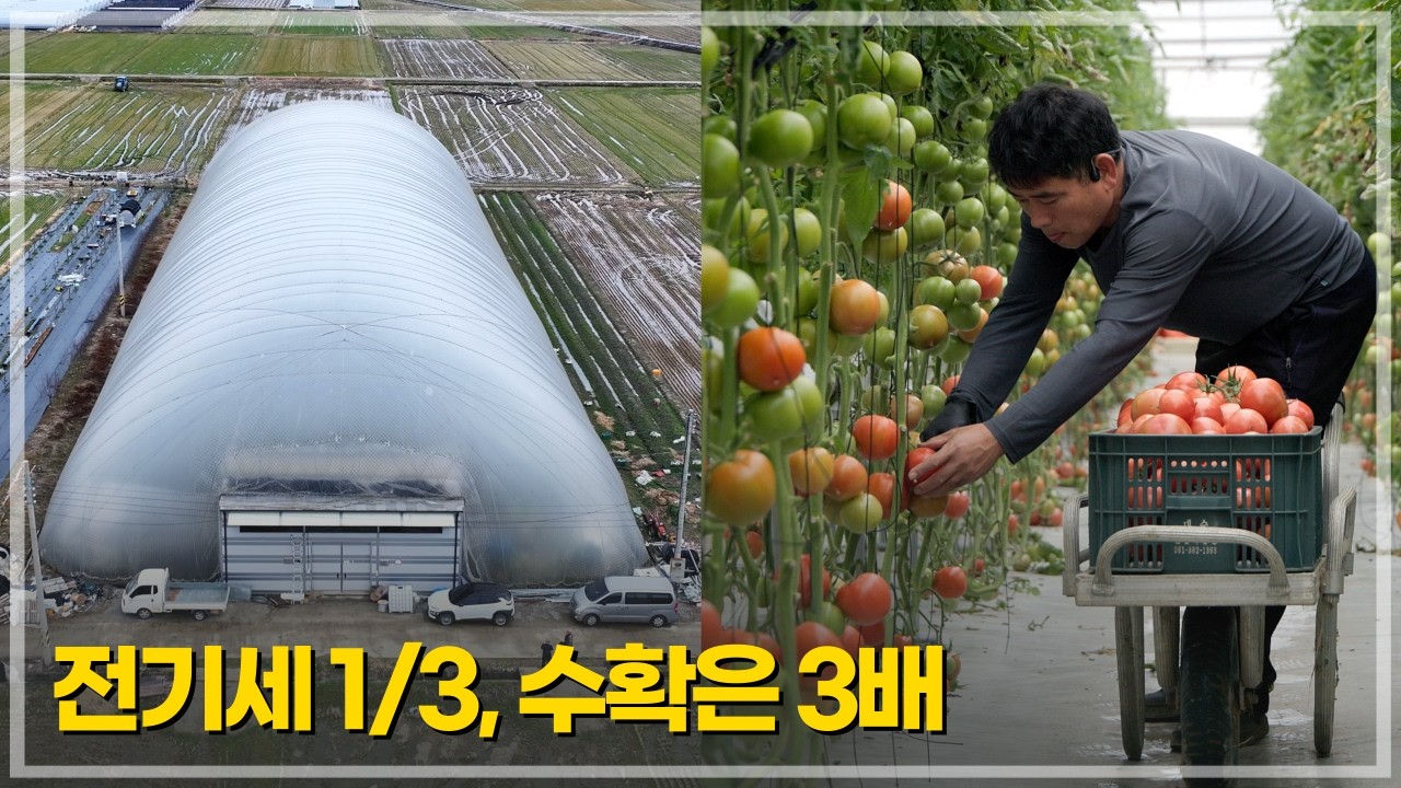 전기세 1/3, 담양 1000평 에어하우스의 놀라운 수확량 공개!