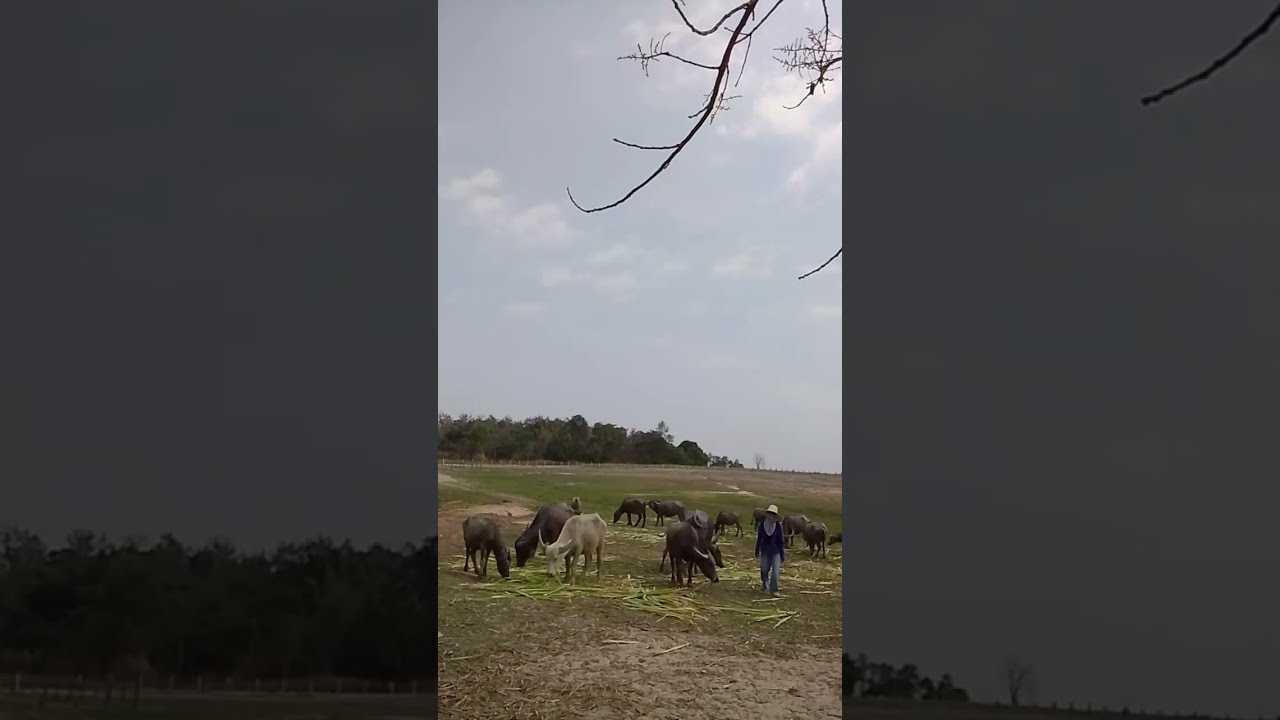 เถียงนาน้อยคอยเฝ้าควายกินหญ้า#บ้านสวนศรีแก้ว 