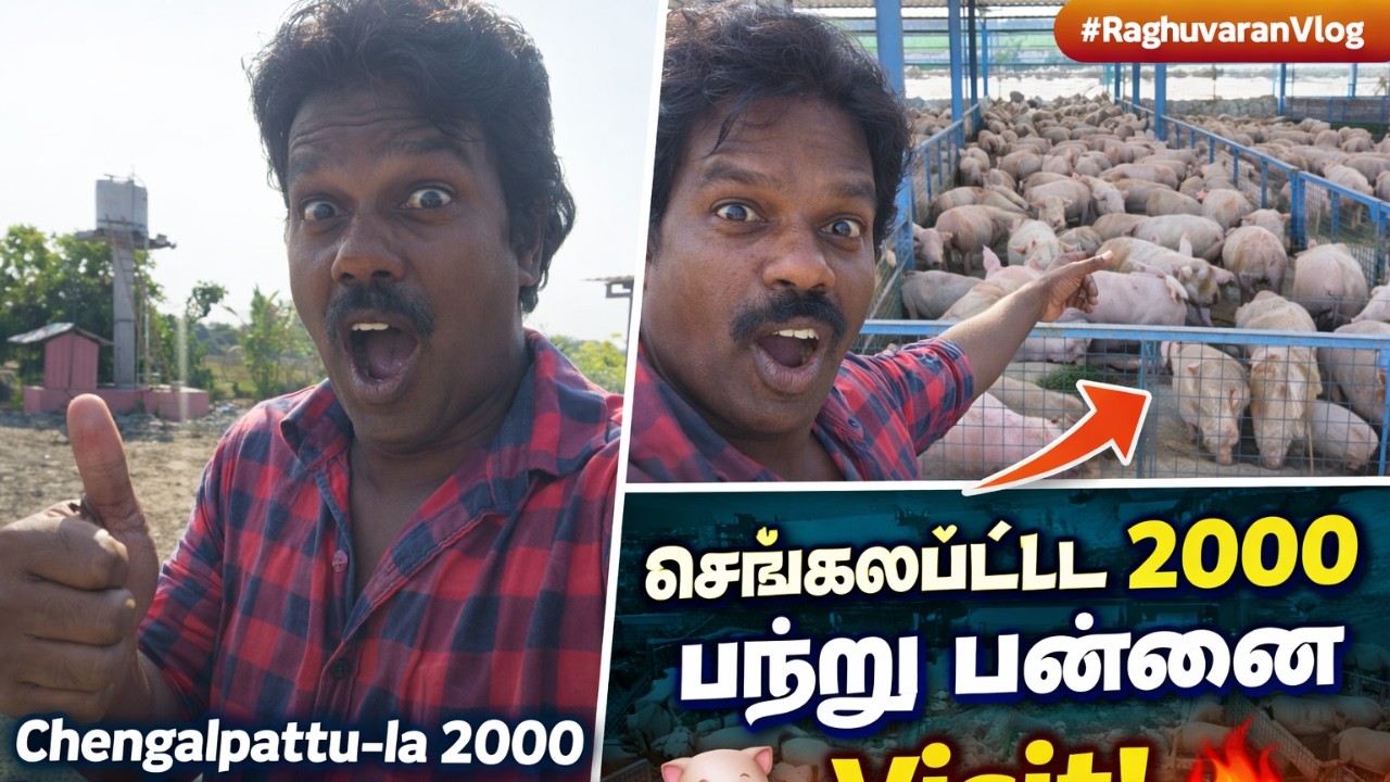 Day 57/ செங்கல்பட்டு  2000 பன்றி வளர்ப்பு பண்ணைக்கு ஒரு விசிட்   /Raghuvaran vlog video |