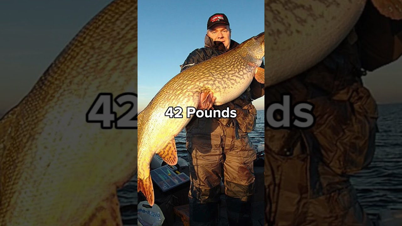 Top 5 GROOTSTE SNOEKEN OOIT! #snoekvissen #snoek #vissen #grootstevis