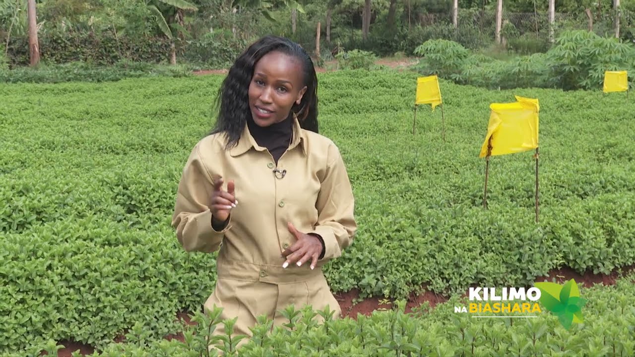 Kilimo na Biashara | Mint farming