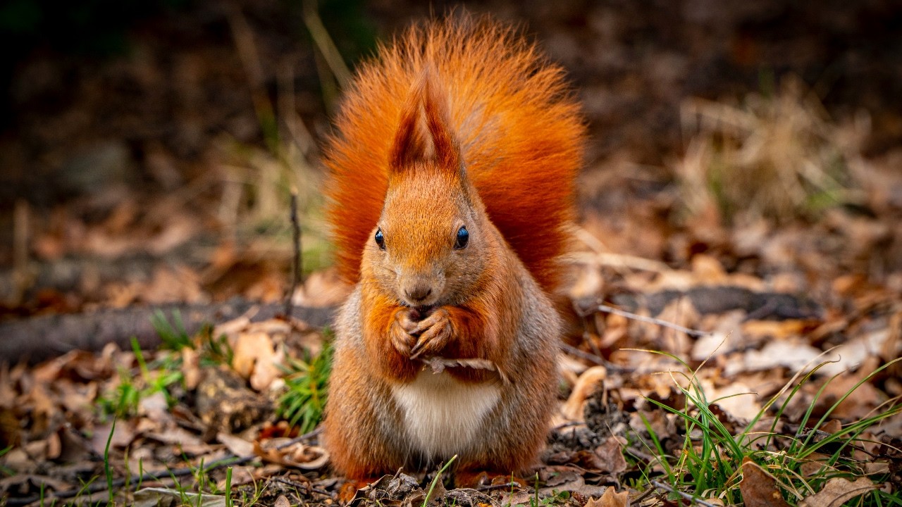 10 Hours Of Squirrels And Nature Sounds - Ambience - Meditation - Stress Relief