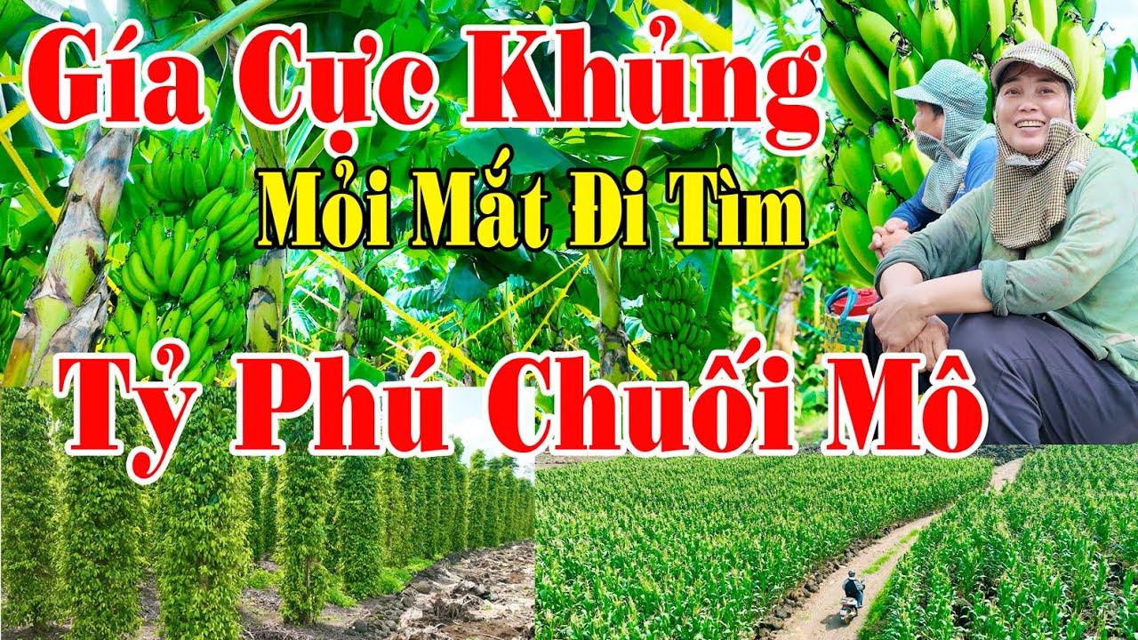 Chuối Mô GIÁ CỰC CAO | Lang Thang Mỏi Mắt Đi Tìm TỶ PHÚ CHUỐI MÔ | Gặp Vườn Tiêu Đẹp.