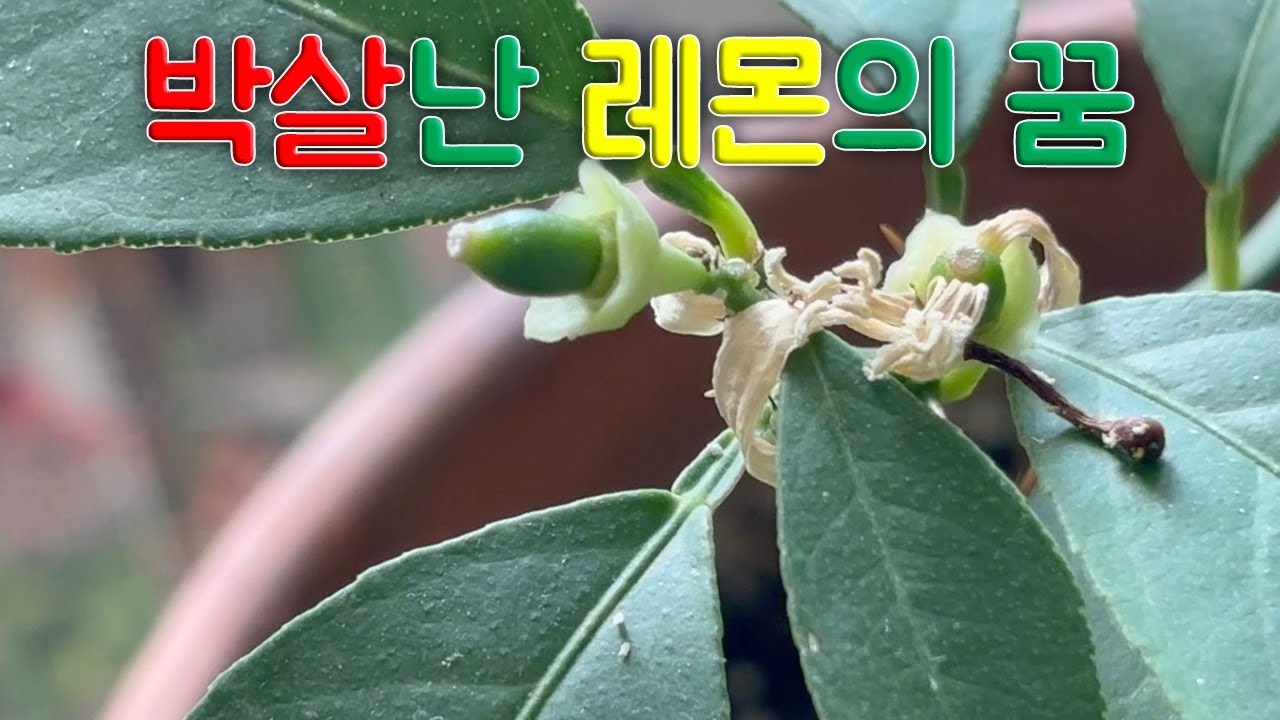 날아가버린 레몬 키우기의 꿈