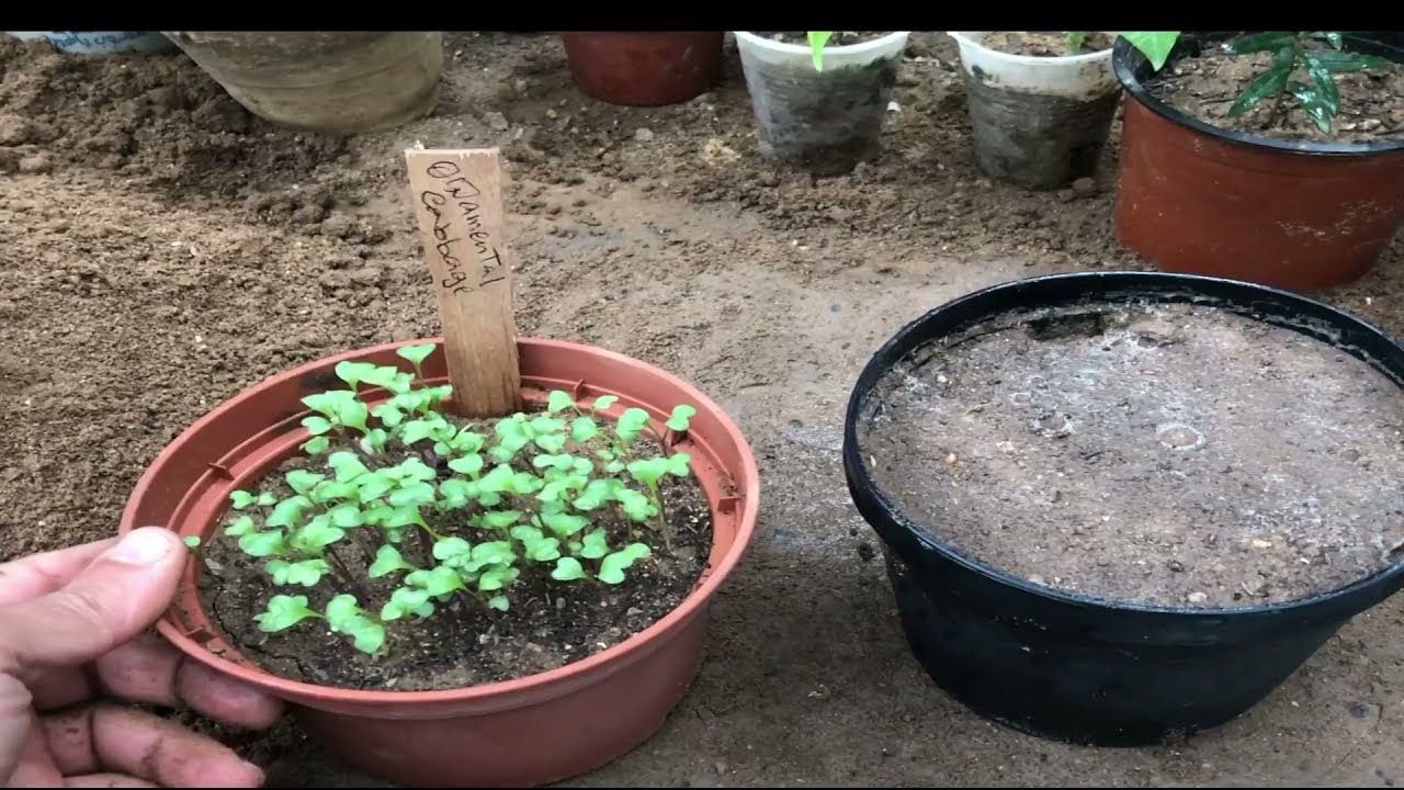 How to Start Ornamental Cabbage Indoors