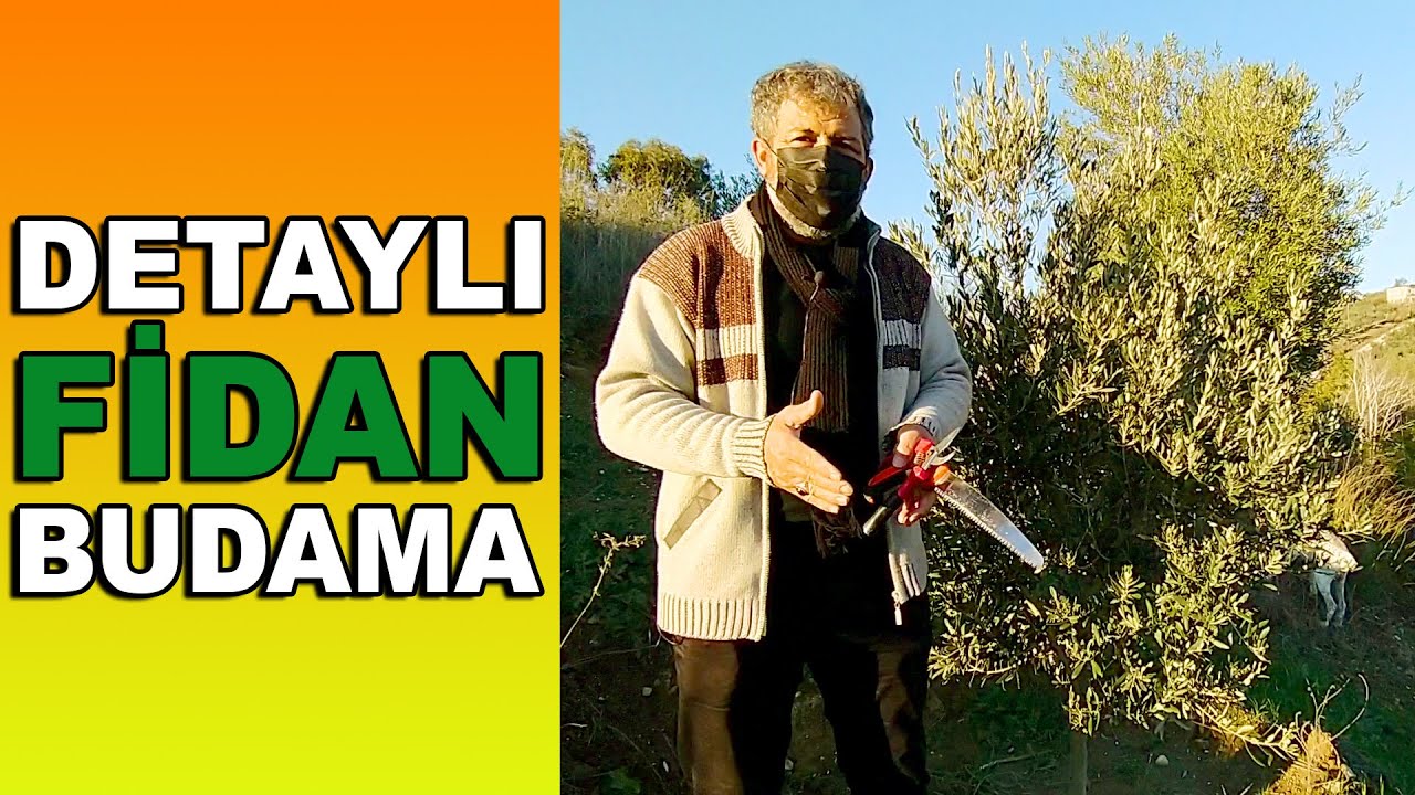 3 Yaşındaki Zeytin Fidanını Buduyoruz || Detaylı Anlatım
