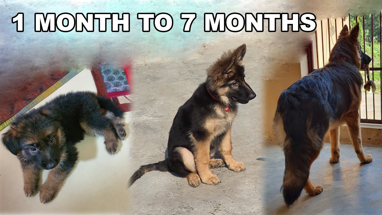German Shepherd Puppy Growing from 30 Days to 7 Months | Long Coat GSD Puppy Transformation
