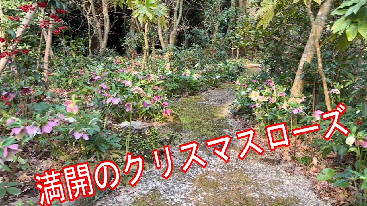 【20260314】クリスマスローズピークは過ぎた