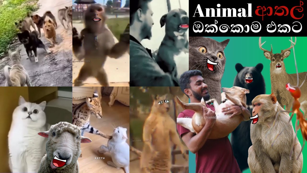 Animal Athal Katha | Sinhala Sattu Athal | Animal Athal Memes | Sinhala Meme Athal