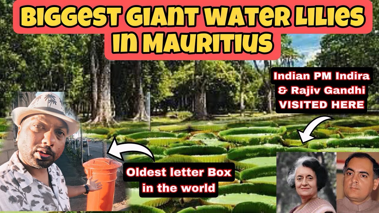 Biggest Giant Water Lilies in Mauritius 🇲🇺 | Mauritius Travel Vlog | Port Louis City Tour