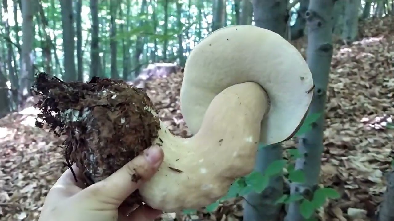 Funghi PORCINI Ottobre Montagna 2023 Romania - Белые грибы - Hribi - Borowiki - Grzyby -