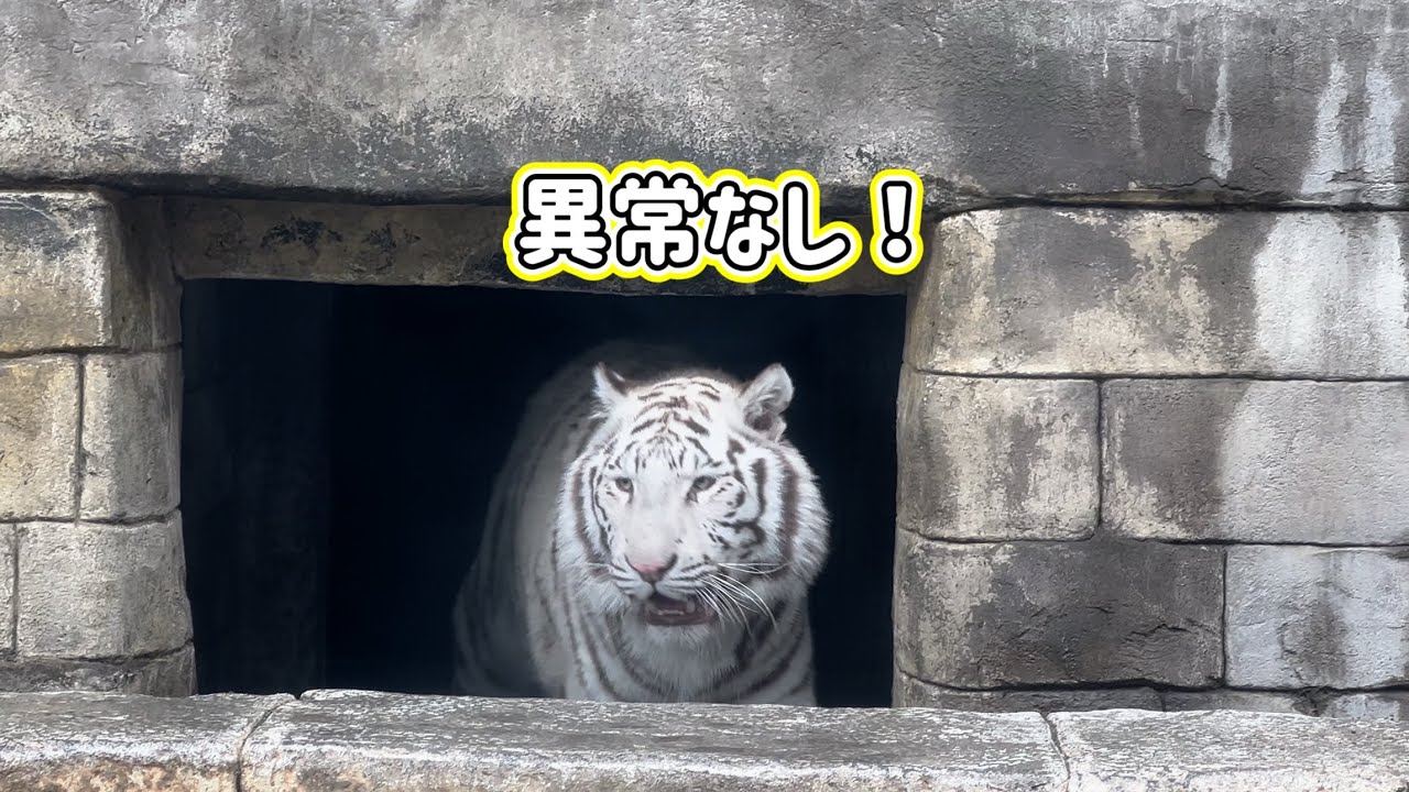 警戒しすぎたハクくんは出て来れなくて扉が閉まる❗️ 2月26日 東武動物公園　ホワイトタイガー